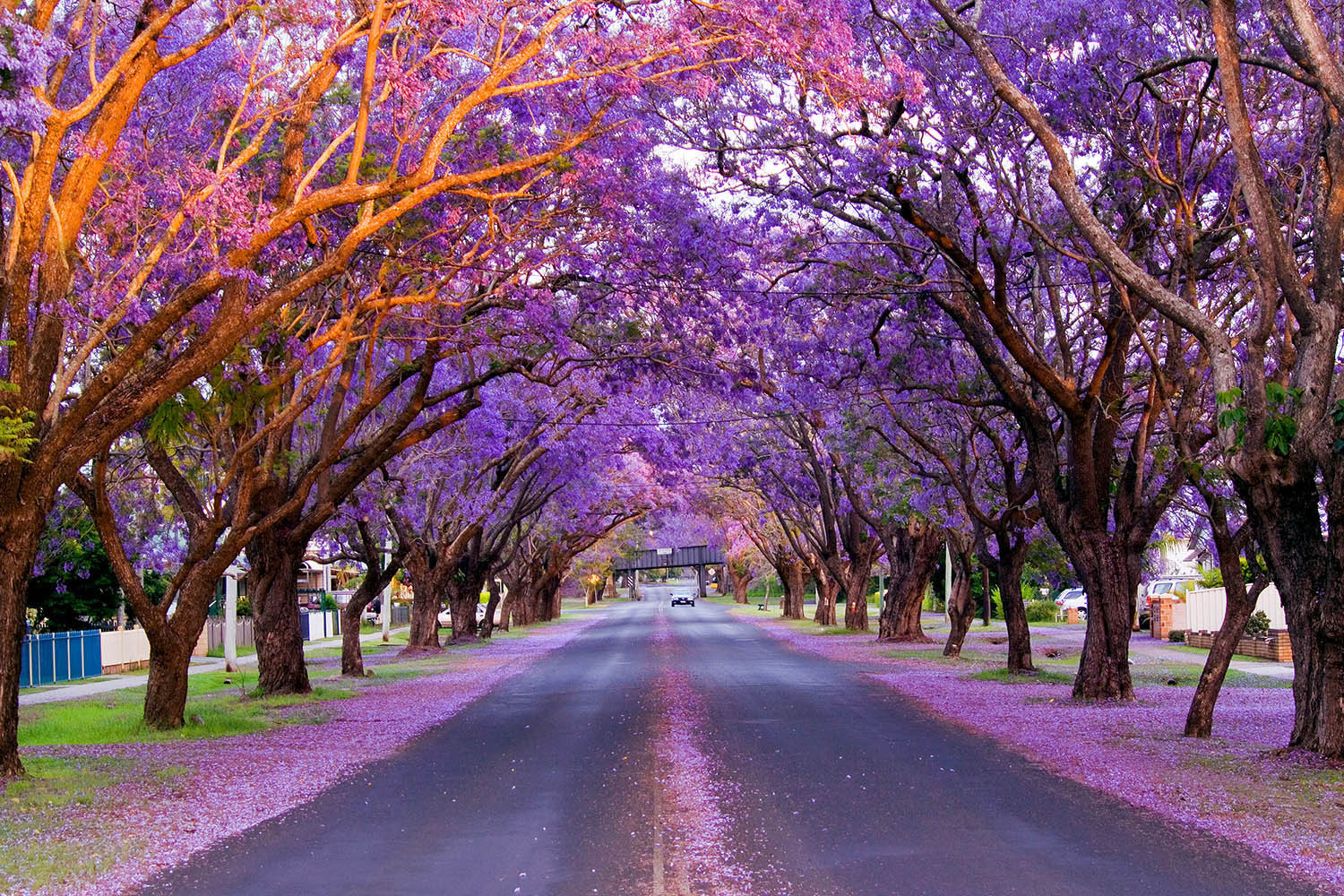 jacarandaYLdxL63